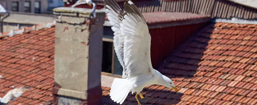 Residential Chimney Animal Removal Solution in Seymour, IN
